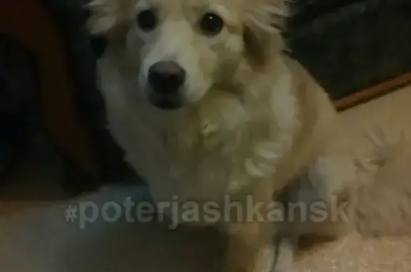 Найдена собака возле Новолуговской деревни, ищем хозяина