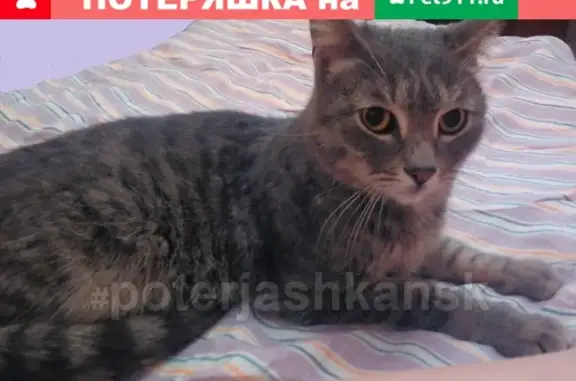 Найдена серая кошка на Зыряновской улице