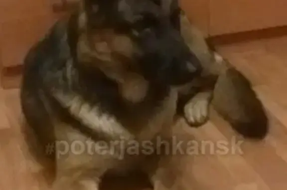 Пропала собака в Новосибирске