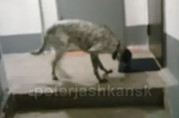 Собака найдена в Кировском доме