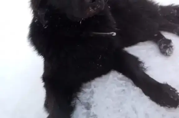 Найден домашний пёс в Приозерском районе