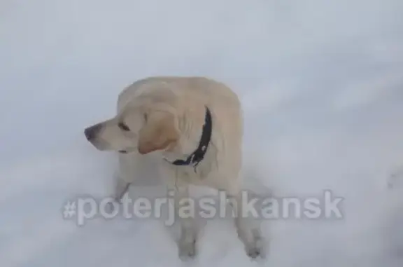 Найдена собака в Первомайском районе, Новосибирск