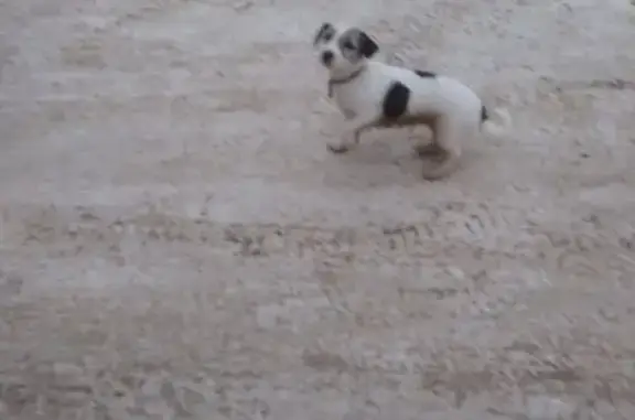 Найдена собака на ул. Полины Осипенко