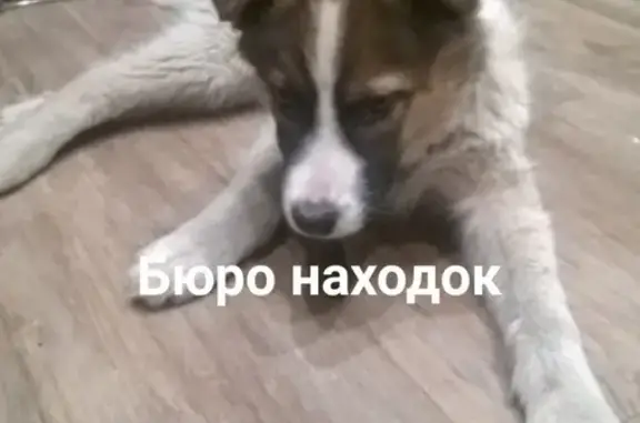 Найден щенок с ошейником в Архангельске