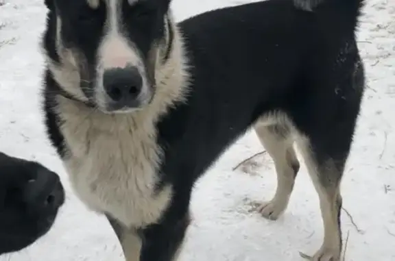 Найдена собака на о. Татышев в Красноярске