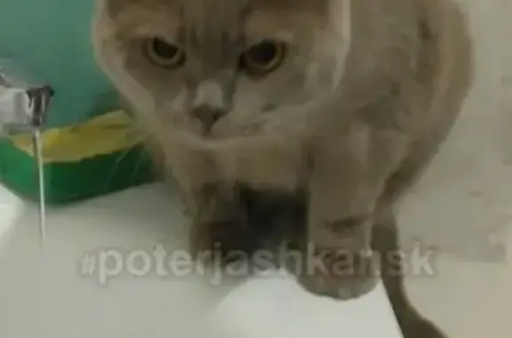 Найдена кошка на затулинке в Новосибирске