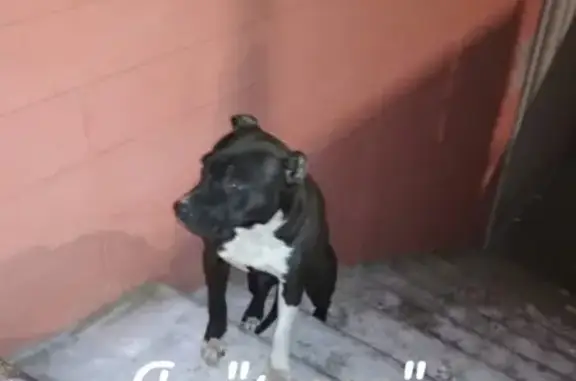 Пропала собака Зара в Ливнах, Орловская область