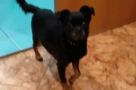 Найдена собака в Калининграде, ищем хозяев!