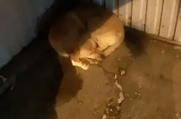 Собака на остановке в Ульяновске