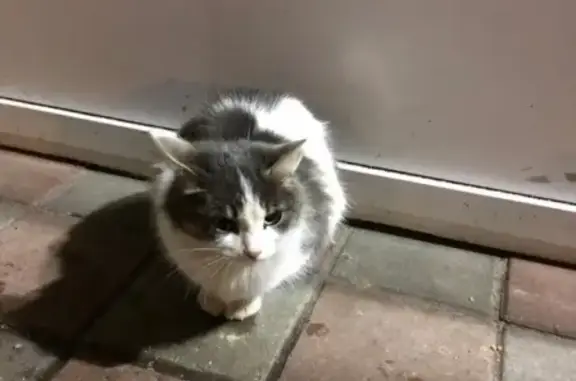 Найдена кошка возле магазина Эконом на Полынковской