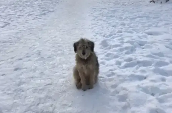 Найдена собака на улице Латышских Стрелков