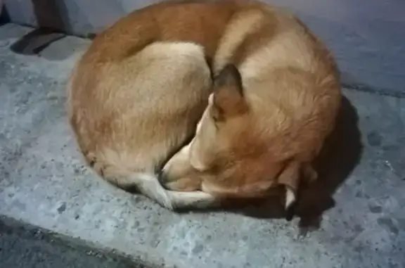 Найдена собака возле магазина в Приволжском районе Казани