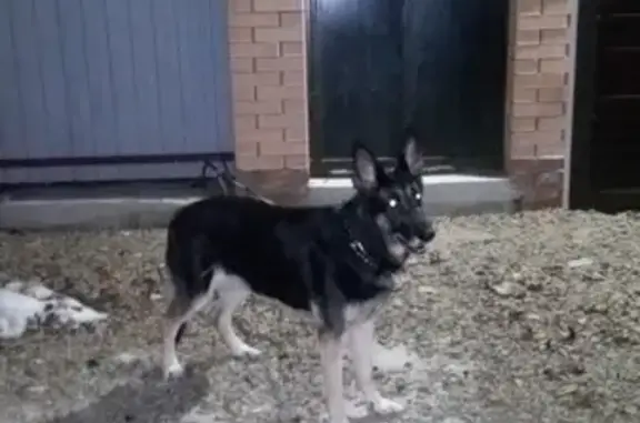 Найдена собака на ул. Щербакова, Ростов-на-Дону