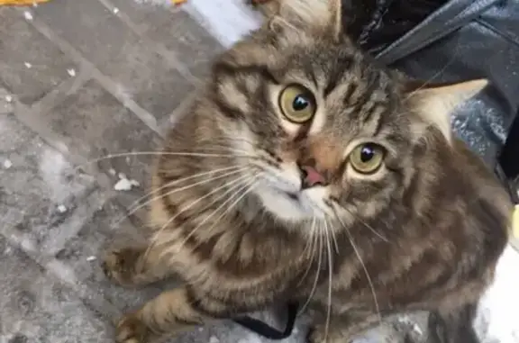 Найдена кошка на улице Магистральной, ищем хозяев или передержку