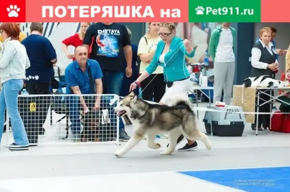 Пропала собака в Казани: Аляскинский Маламут, ул. Мариупольская.