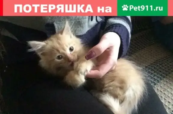 Пропал котенок 