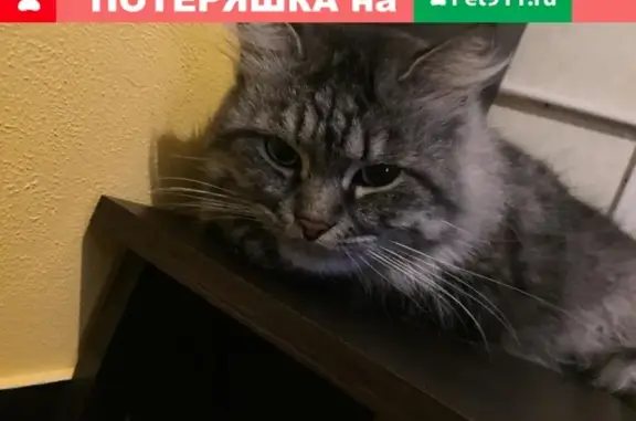 Пропал кот Марсель в Новошахтинске, вознаграждение.