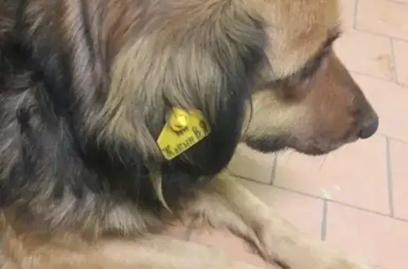 Найдена собака с жетоном в Орехово-Зуево