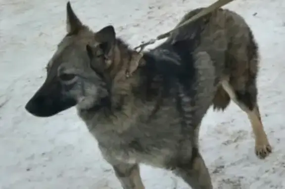 Пропала собака Мира в районе Карпушей, Котельнич.