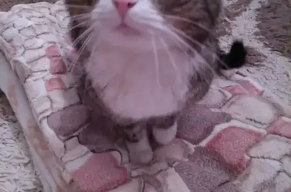 Найден кот на заправке на Леона Поземского в Кирове