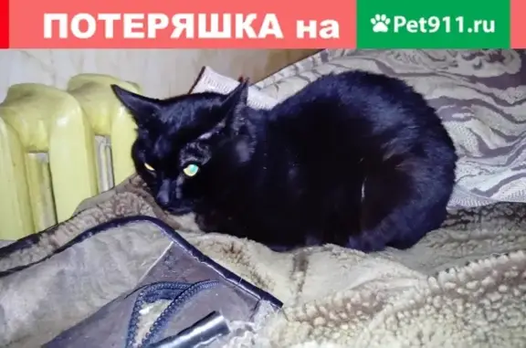 Найден кот на ул. Папанина, Мурманск