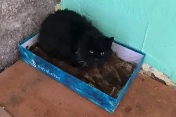 Найдена кошка на Шипиловской, 9
