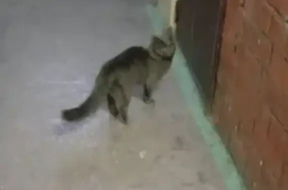 Найдена кошка на 2 этаже девятиэтажки 4а в Михнево
