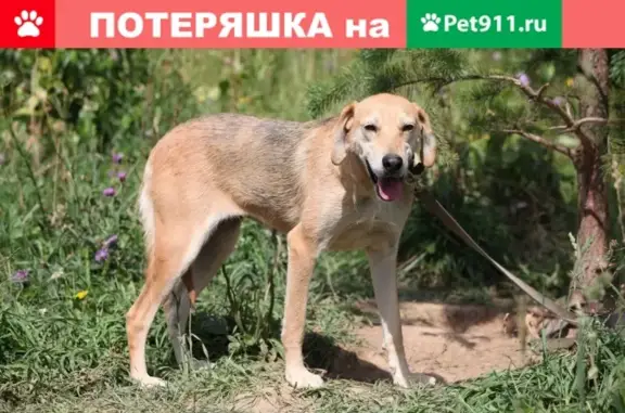 Пропала собака Русская гончая в лесу за МКАД, вознаграждение!