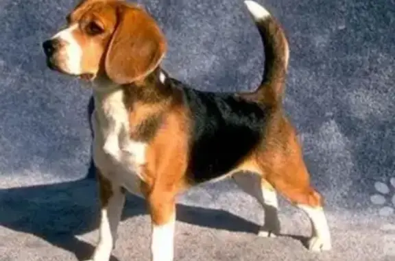 Пропала собака породы Бигль в Геленджике, Краснодарский край