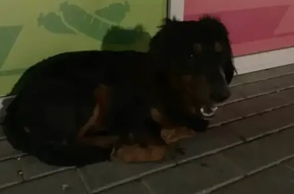 Найден ухоженный собачка в Адлере, нужен дом