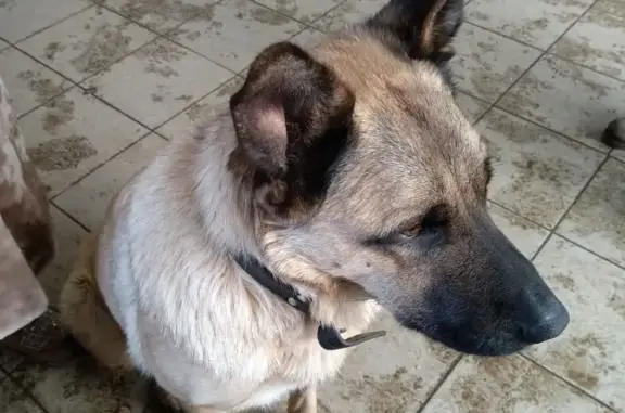 Найдена собака в Подольске, нужна помощь!