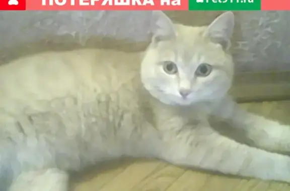 Найден кот на Волгоградской, Кемерово.