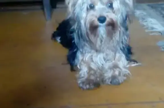 Собаки потеряшки, Котово, фото: Потеряшка щенок Йорик в поселке Котово, Новгородская область