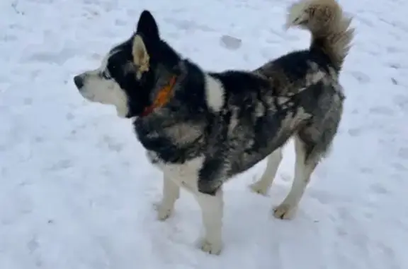 Найдена собака в Орехово-Зуево!