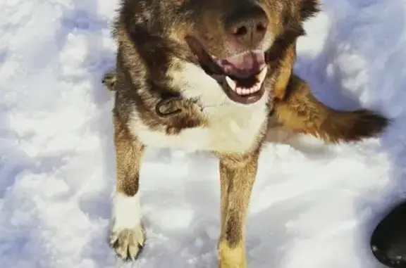 Пропала собака Бим в Нефтекамске https://vk.com/ilusovi4