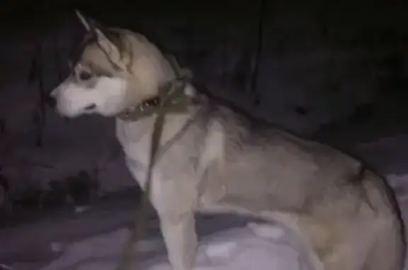 Пропала собака на ул. Строителей, Йошкар-Ола
