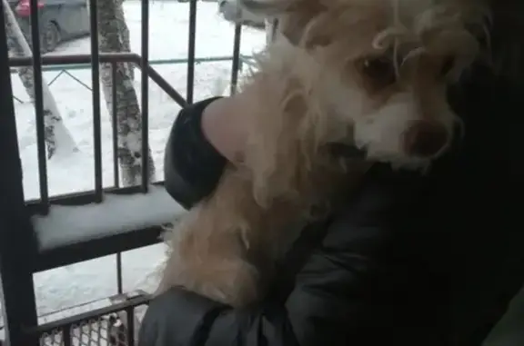 Найдена собака в Сургуте