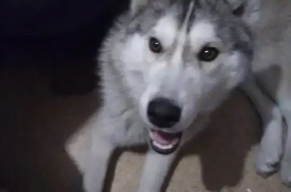 Найдена собака в Иркутске, отдадим только старым хозяевам
