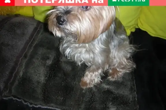 Найдена собака в районе метро Двигатель Революции