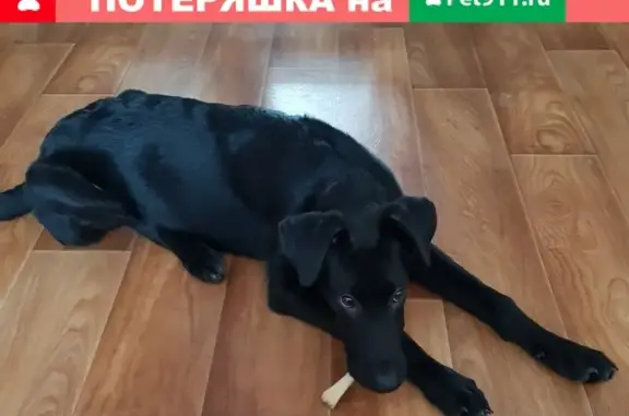 Найден пёс с ошейником в Краснокамском округе, тел. КЭЧ