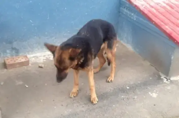 Найдена собака на улице Ленина, ищем хозяев!