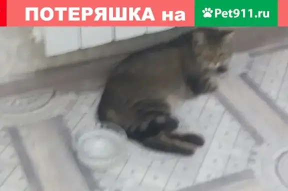Пропала кошка в Белореченске