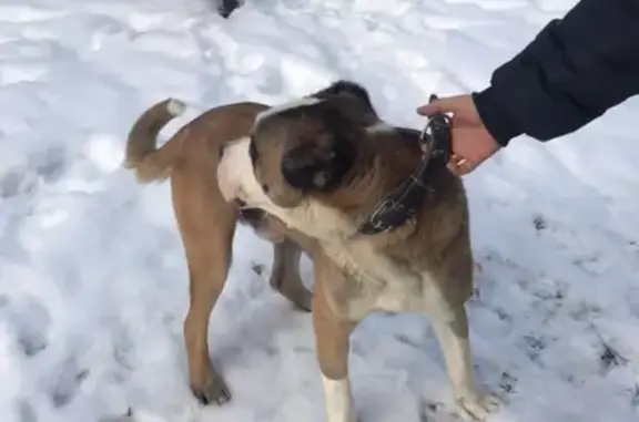 Найдена собака на улице Жуковского, ищем хозяина!
