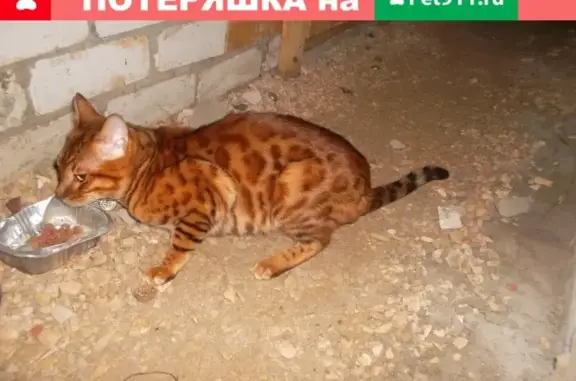 Кошка найдена в Коврове, ищем хозяев