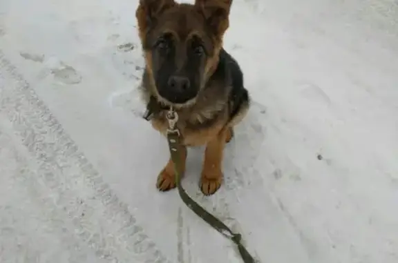 Пропала собака Ральф в поселке Старое Кощаково, Казань