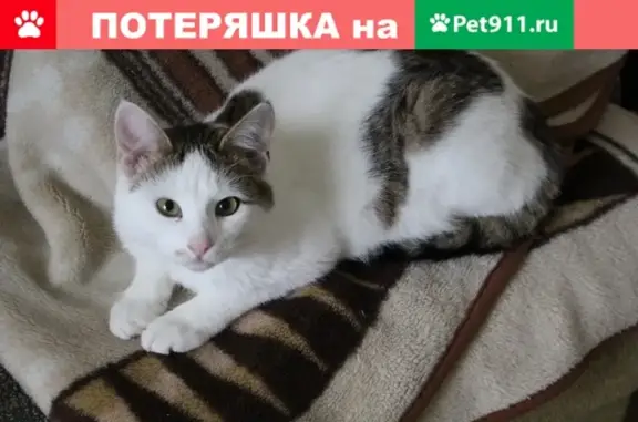 Пропал кот Лаврик в Валуйках