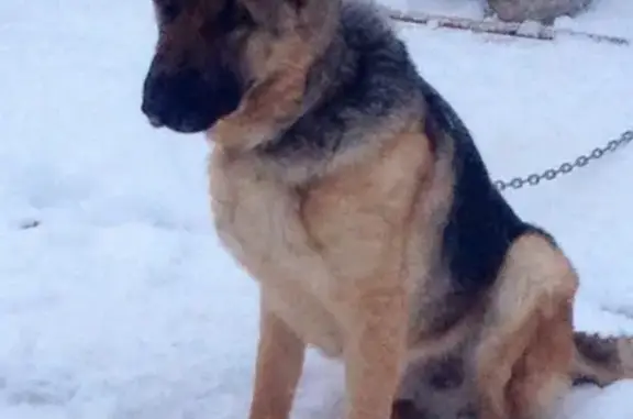Пропала собака Айра в Архангельске