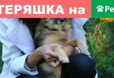 Пропала собака на ул. Пехотинцев-Поликлиника, кличка «Джусси»