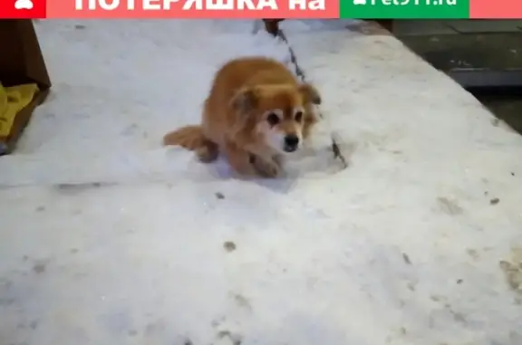Найдена собака с красным ошейником на ул. Пехтина 22