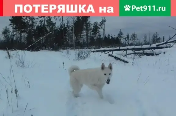 Пропала собака в Балахнинском Охотхозяйстве, Сормовский район, Н.Новгород